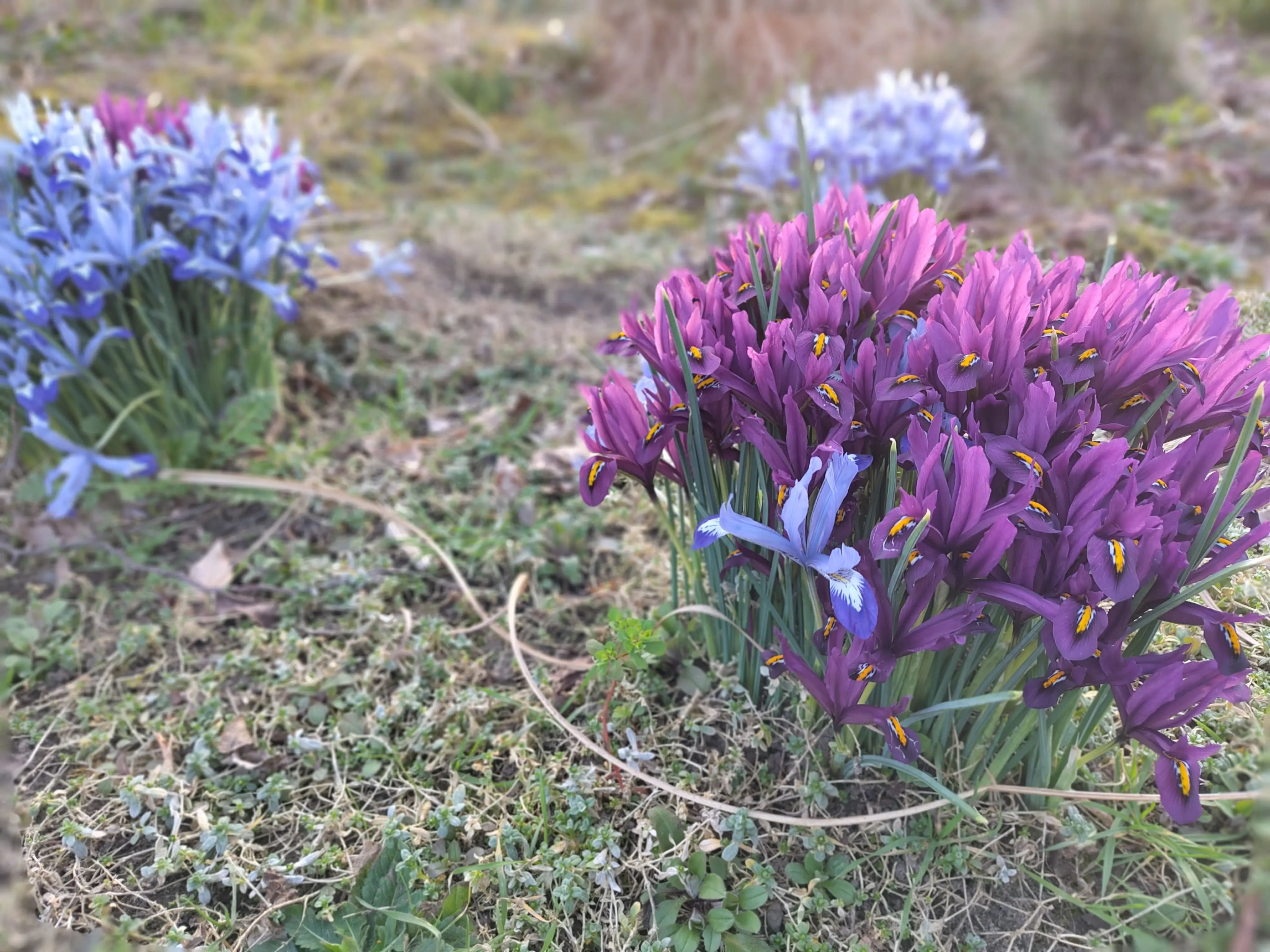 Frühlingsblumen im Kleingarten — Krokusse und erste Blüten