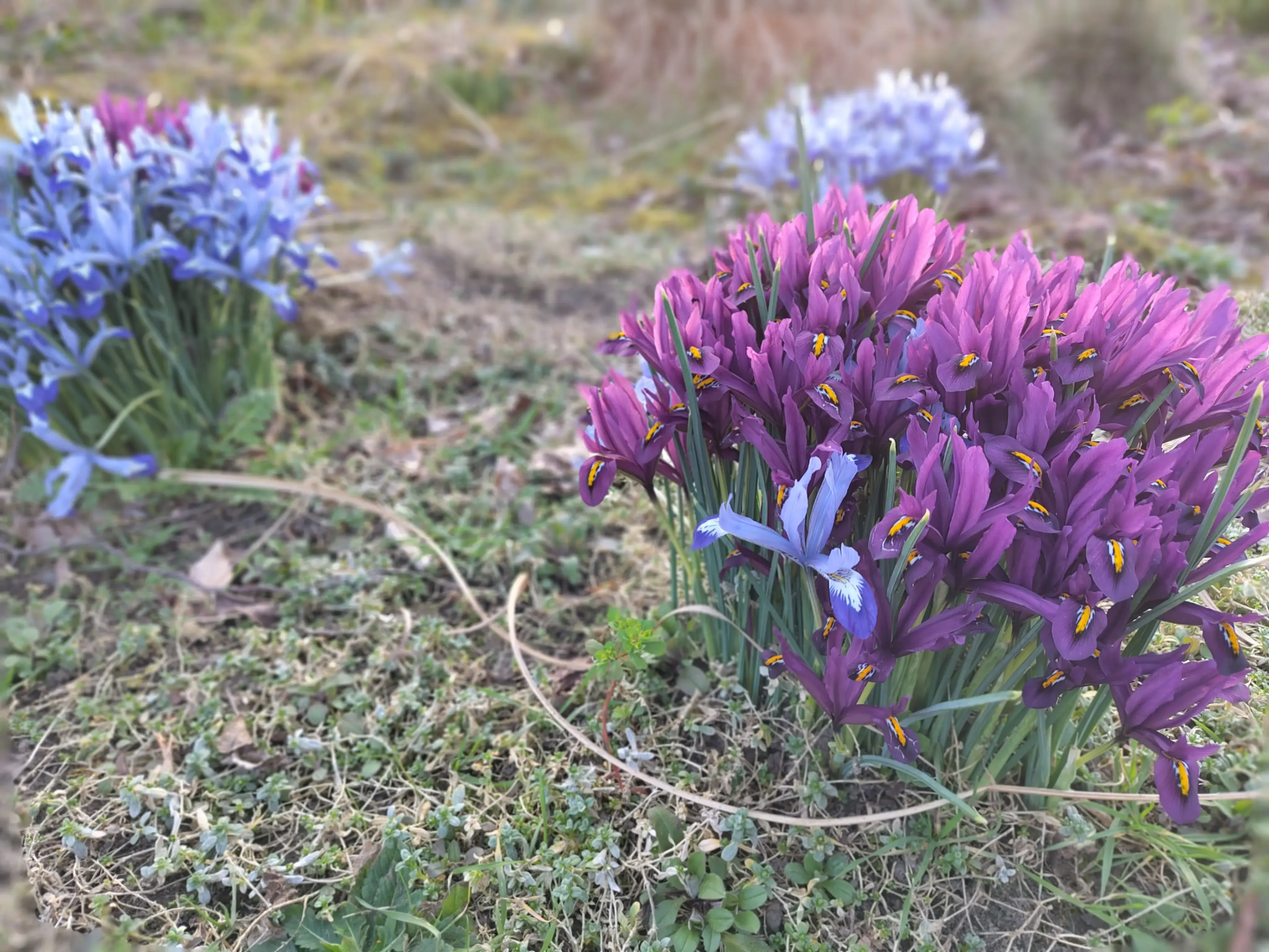 Blumen im Frühling
